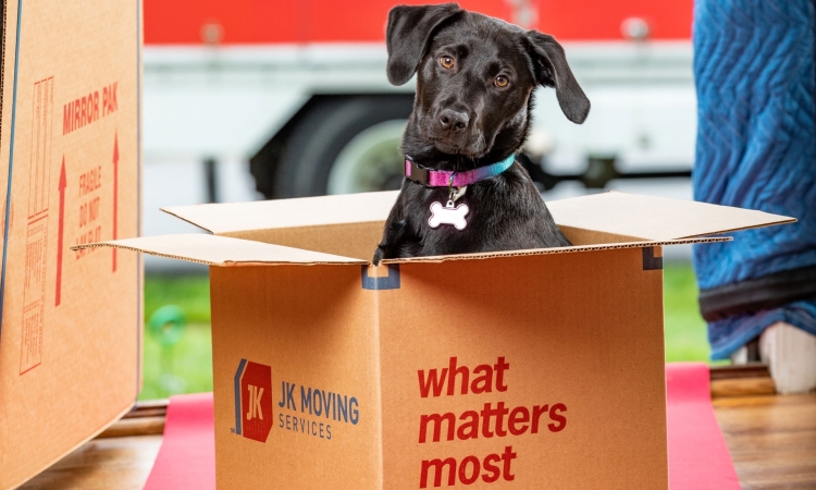 Dog enjoys ride in our moving box