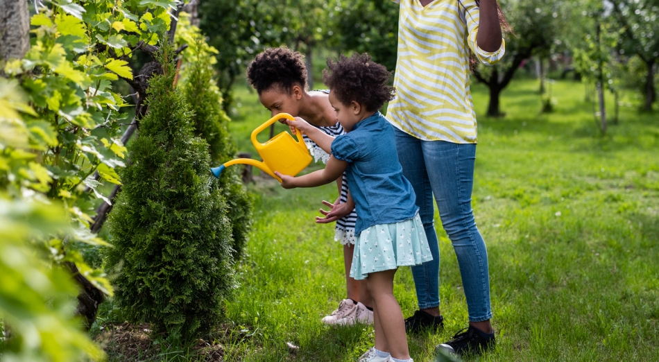 Summer landscaping tips - watering the backyard