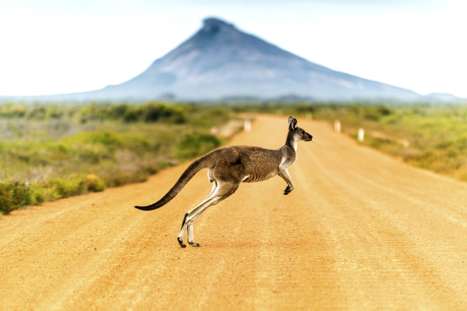 Australia - kangaroo